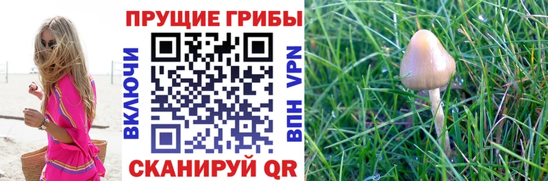 Галлюциногенные грибы прущие грибы  Темрюк 